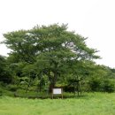 제주 봉개동 왕벚나무 자생지 이미지