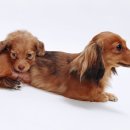 24시 송도힐 동물메디컬센터 이미지