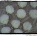 베베찹쌀꽈배기 이미지