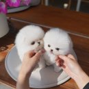 부산강아지분양 테디럽 명지본점 이미지