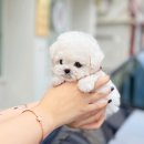 해피애견타운강아지분양서울본점 말티푸 미니비숑프리제 포메 | 미니 비숑 입양 행복한 비숑프리제 분양가격