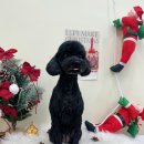 비마인 독 이미지