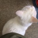 행복나눔동물병원 이미지