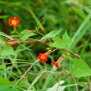 Glory Star 이미지