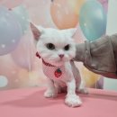 훤칠한고양이 | 광주고양이미용 – 훤칠한고양이 성향맞춤 미용 후기 🐱✂️