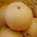 동수농장 Daum카페
