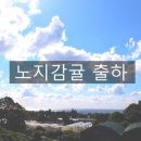 제주감귤농업협동조합위미지점 | 제주감귤 - 노지감귤 출하!