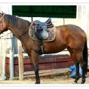 인천 승마장 이미지