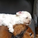 38점5도씨 이미지