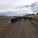 트럼프의 쇠고기 정책에 미국 목장주들 큰 타격 이미지