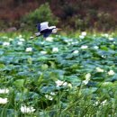 정양늪생명길 이미지