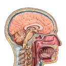 sagittal section of bones 이미지