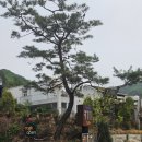 자작나무집 | 청계호수 자작나무숲펜션 다녀온 후기🏡