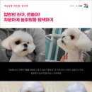 개님살롱 이미지