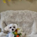 축복 펫살롱 이미지