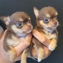 파주운정강아지분양 호야펫 이미지