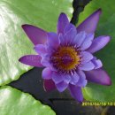 보라농장2 이미지