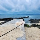 산호애견 이미지