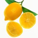 [11월 12일 탄생화] 레몬(Lemon) : 진심으로 사모함 이미지