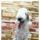 몽몽이애견미용 이미지