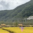 🌾즐거운 추수체험🌾 이미지