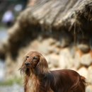 닥스훈트(DACHS HUND) 이미지