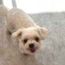 사랑해똥깡아지 | 연신내 애견샵 사랑해똥깡아지 : 말티즈 커트 +수소스파 찐후기