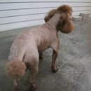 수애견미용실 이미지