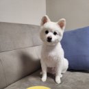 댕꼽시계 네이버블로그