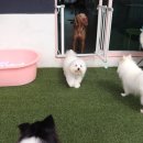 꼬똥몽드 이미지