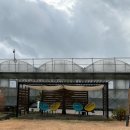 몽키바나나 | 제주 스위트몽키 체험 후기｜스위트몽키 바나나 직접 보고 왔어요