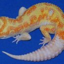 렙타일코리아 이미지