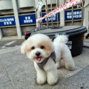 잘해줄개 이미지