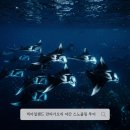 널스픽 | 하와이 빅아일랜드 만타가오리 야간 스노클링 투어, 예약 꿀팁 &amp; 업체 비교 후기