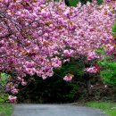 4월 26(수)ㅡ내 인생의 꽃길 개심사왕벚꽃과 천리포수목원 이미지