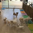 럭셔리애견샵