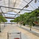 초월농장(2) | 경기도 광주 아이랑 갈만한 곳 | 뜰딸기체험농장 후기 | 바로 먹으면서 딸수 있는곳