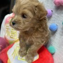 이츠펫 온양점 이미지