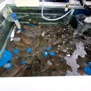 칠암거북 이미지