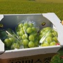 팔봉농장 이미지