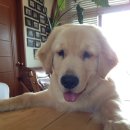 라메종베니 이미지