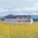 코스모스길 이미지