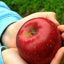 초록열매터