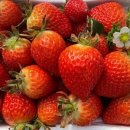 다인농장 이미지