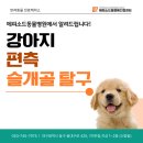 24시 에피소드 동물 메디컬 센터 | 동대구동물병원 슬개골 탈구로 내원했던 초우 [24시에피소드동물메디컬센터]