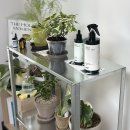 레이니 | 원룸 식집사의 실내 식물영양제 추천 | 선데이플래닛47 레이니샤워 &amp; 멀티플랜미스트 후기