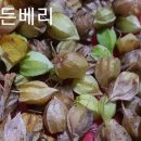 골든베리 2종 -4발송 이미지