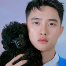 언더독 이미지