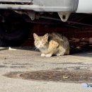 용주축산 이미지