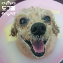 도그레온 이미지